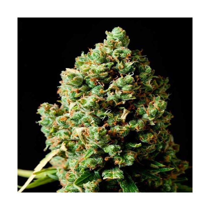 Critical Kush Regular de Barney's Farm