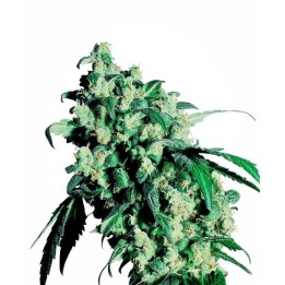 Super Skunk Feminizada Sensi Seeds de Sensi Seeds