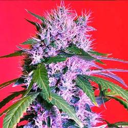 Berry Bomb Regular de Bomb Seeds