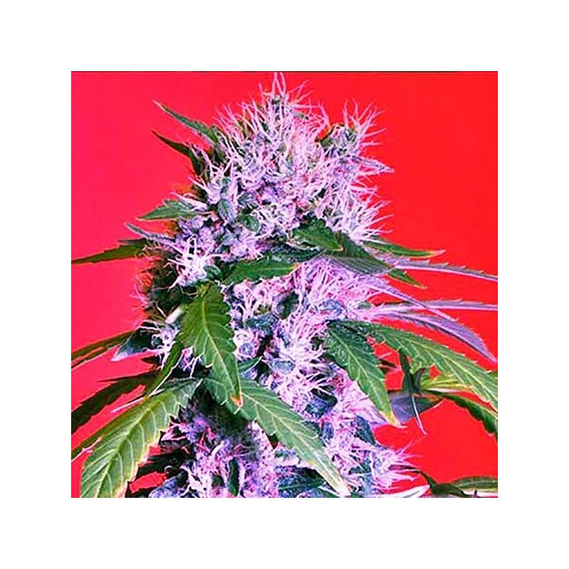 Berry Bomb Regular de Bomb Seeds