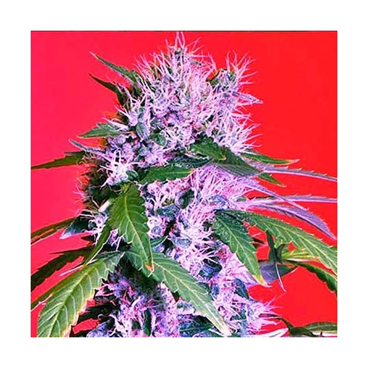 Berry Bomb Regular de Bomb Seeds