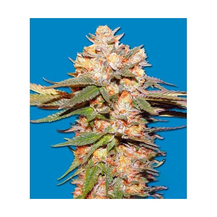 Big Bomb Regular de Bomb Seeds
