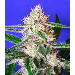 Edam Bomb Regular de Bomb Seeds