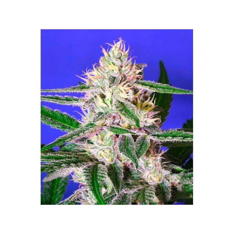 Edam Bomb Regular de Bomb Seeds