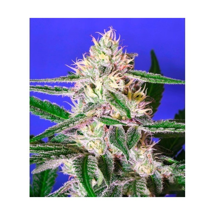 Edam Bomb Regular de Bomb Seeds