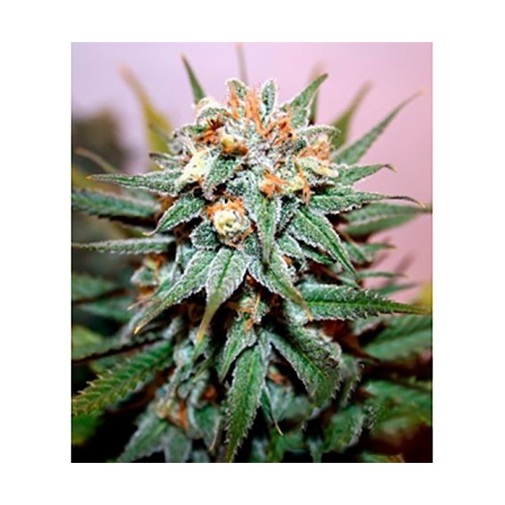 Hash Bomb Regular de Bomb Seeds