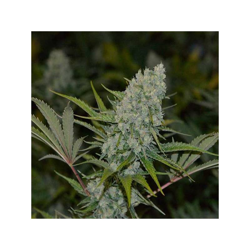 AC Diesel Regular de Homegrown Fantaseeds AC Diesel Regular de Homegrown Fantaseeds