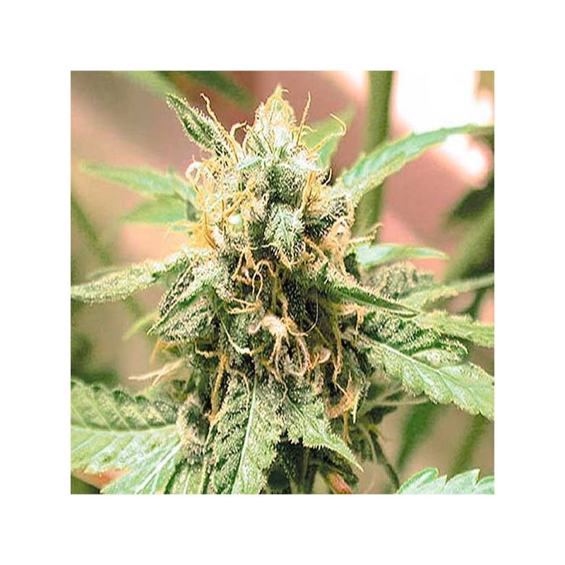 Afghani Regular de Homegrown Fantaseeds Afghani Regular de Homegrown Fantaseeds