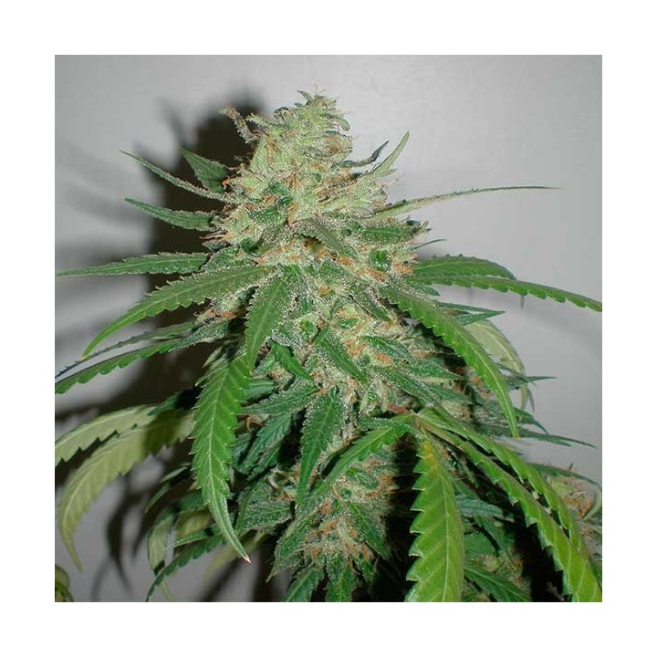 Amazing Haze Regular de Homegrown Fantaseeds