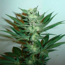 Armageddon Regular de Homegrown Fantaseeds