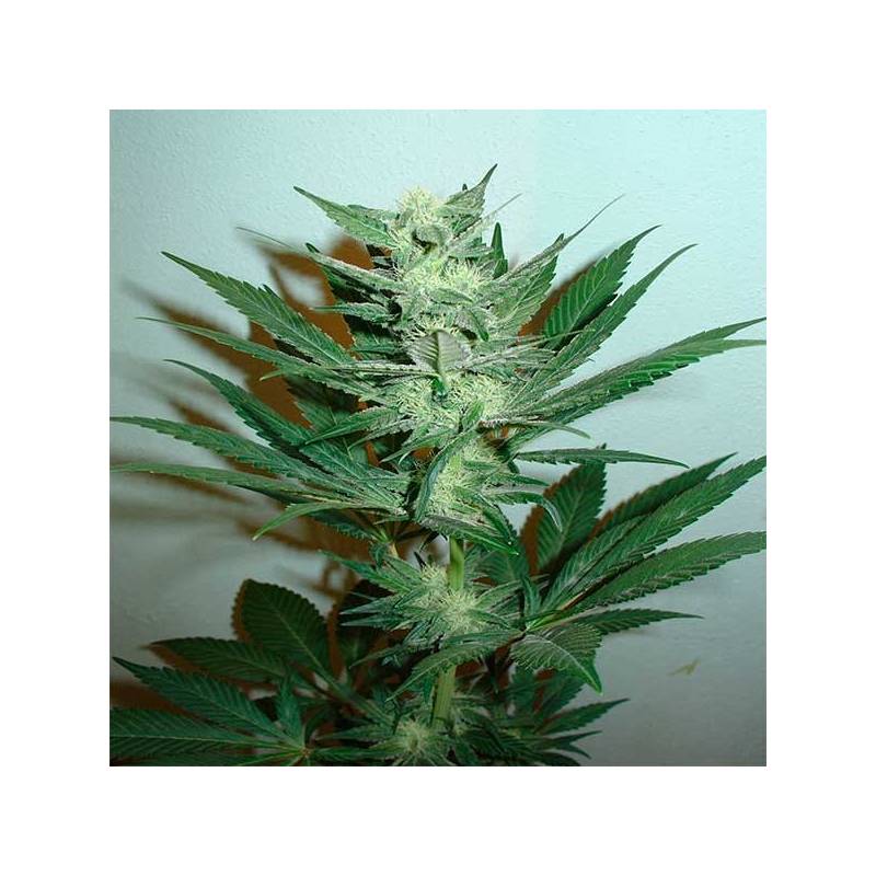 Armageddon Regular de Homegrown Fantaseeds