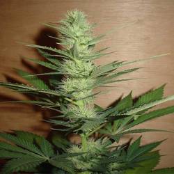 Big Bud Regular de Homegrown Fantaseeds