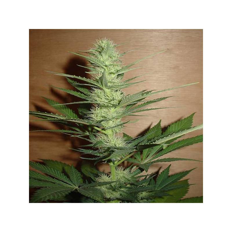 Big Bud Regular de Homegrown Fantaseeds