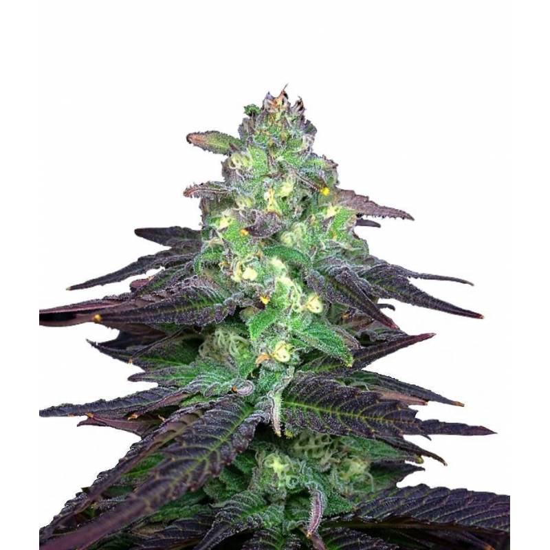 Blueberry Bud Regular de Sagarmatha