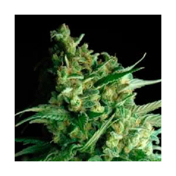 Double Bubbleberry Regular de Sagarmatha
