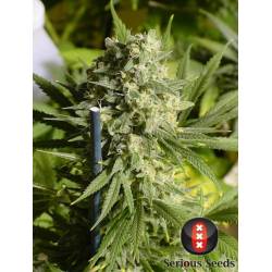 Double Dutch Regular de Serious Seeds