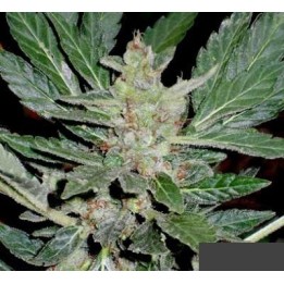 Dr. Feelgood Regular de Short Stuff Seeds