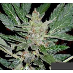 Dr. Feelgood Regular de Short Stuff Seeds