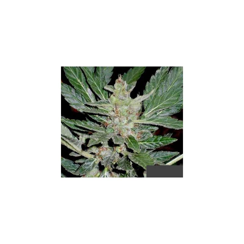 Dr. Feelgood Regular de Short Stuff Seeds