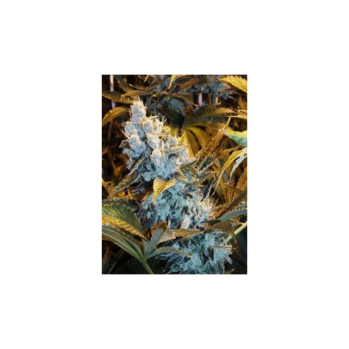 Himalaya Blue Diesel Regular de Short Stuff Seeds