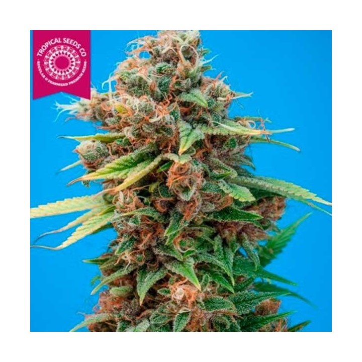 Smooth Smoke Regular de Tropical Seeds
