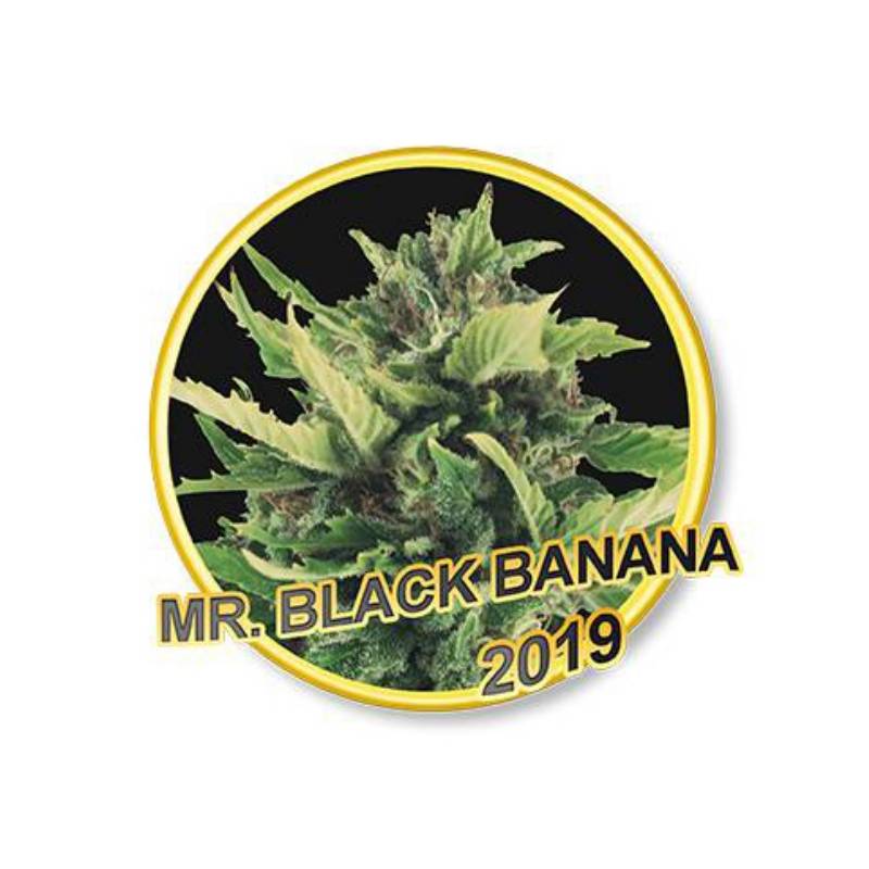 MR. Black Banana Feminizada de Mr. Hide Seeds