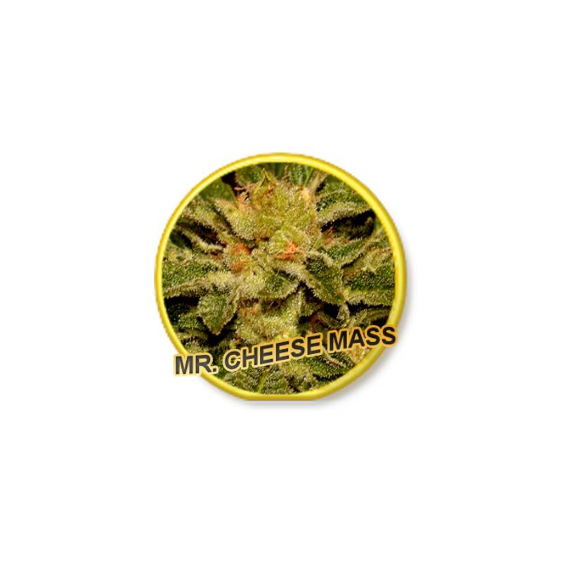 MR. Cheese Mass Feminiada de Mr. Hide Seeds