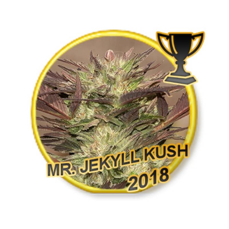 MR. Jekyll Kush Feminizada de Mr. Hide Seeds