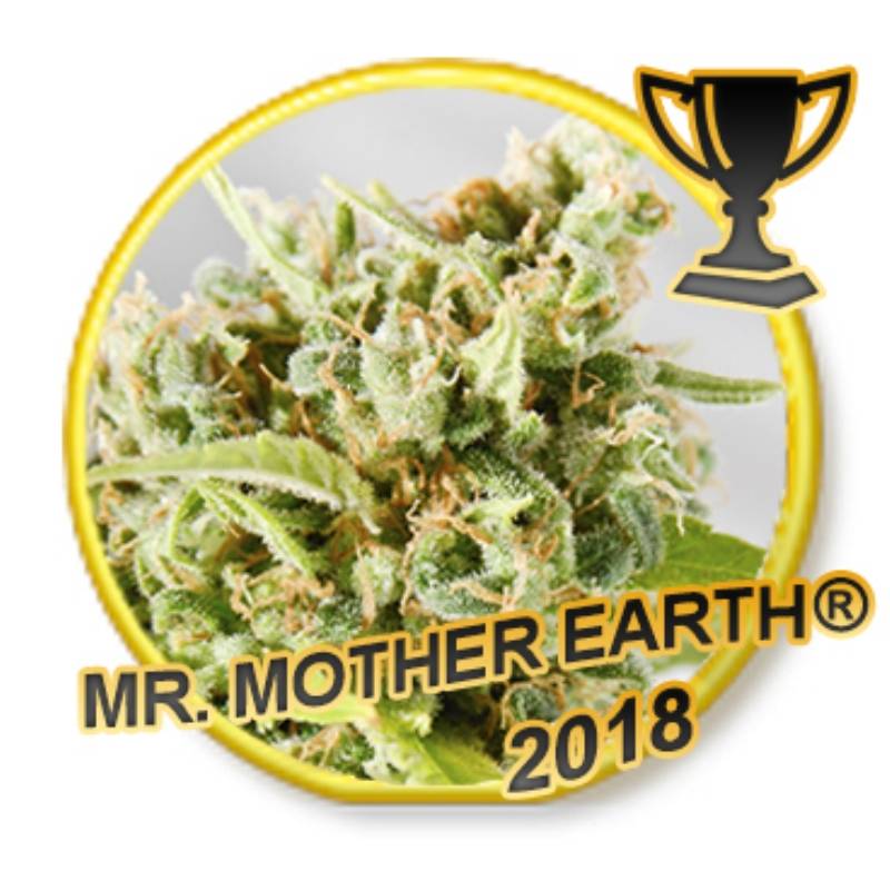 MR. Mother Earth Feminizada de Mr. Hide Seeds