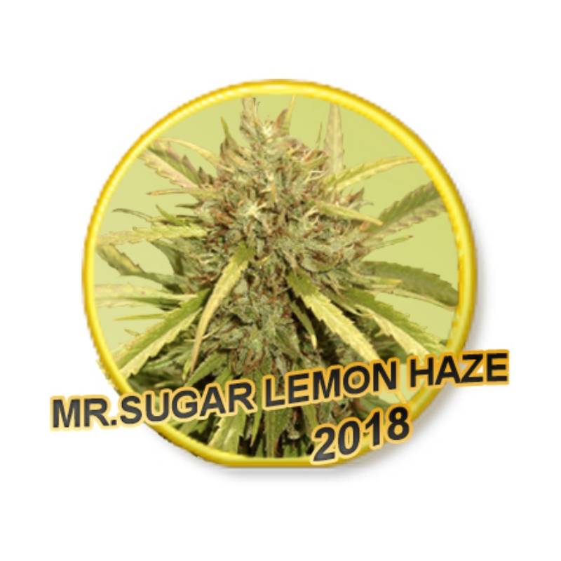 MR. Sugar Lemon Haze Feminizada de Mr. Hide Seeds