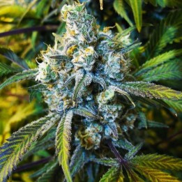 Super Silver Haze Feminizada de Nirvana