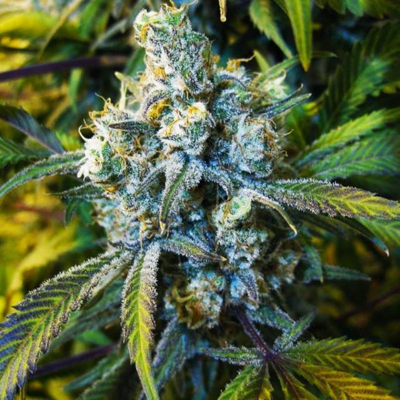 Super Silver Haze Feminizada de Nirvana Super Silver Haze Feminizada de Nirvana