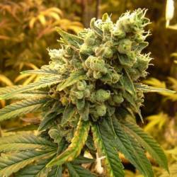 Sour Diesel Feminizada