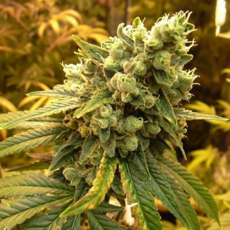 Sour Diesel Feminizada de Nirvana Sour Diesel Feminizada de Nirvana