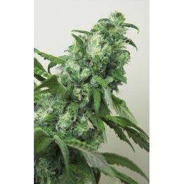 Digweed Feminizada de House of the Great Gardener