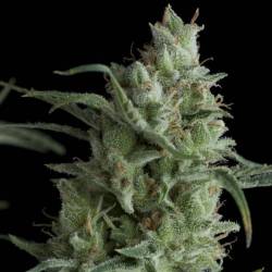 Kryptonite Feminizada de Pyramid Seeds