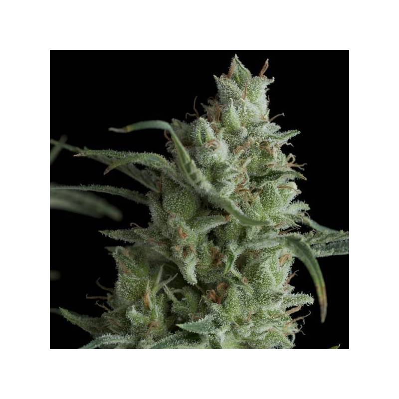 Kryptonite Feminizada de Pyramid Seeds