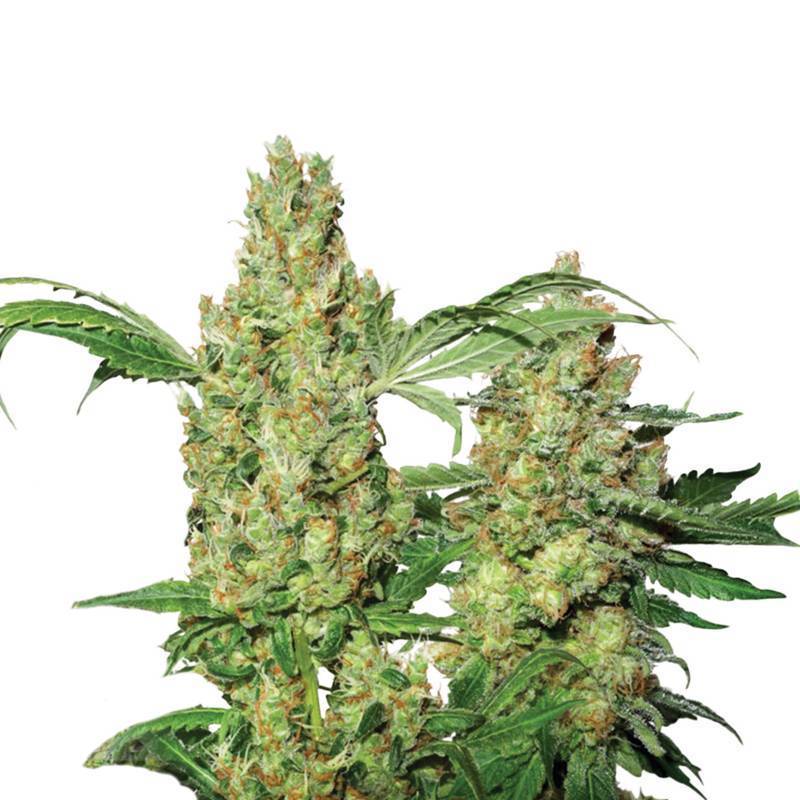 Auto Pure Power Plant de Nirvana