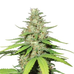 Auto Top-44 de Nirvana