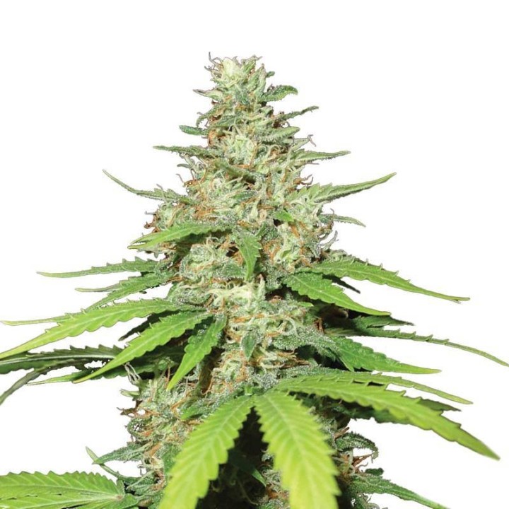 Auto Top-44 de Nirvana