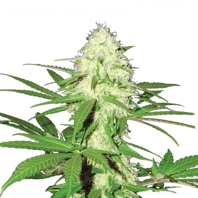 Skunk 1 Feminizada de Nirvana