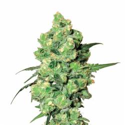 SKUNK 1 Regular
