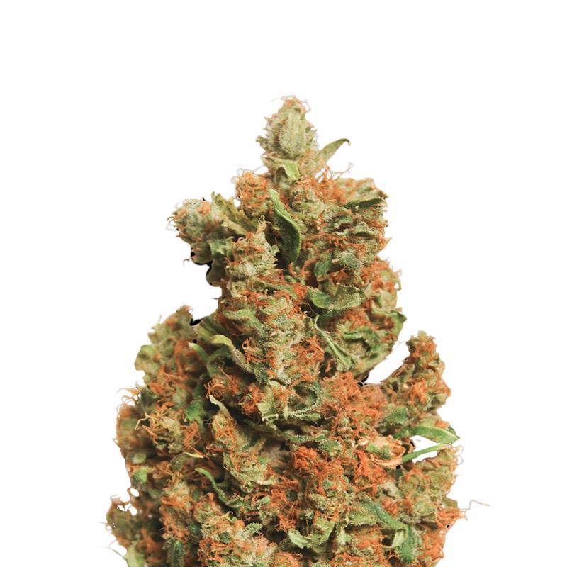 Orange Bud Feminizada de Nirvana Orange Bud Feminizada de Nirvana