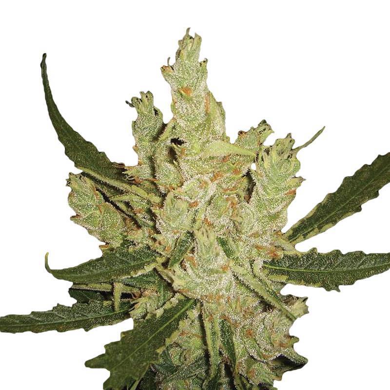 Amnesia Regular de Nirvana Amnesia Regular de Nirvana