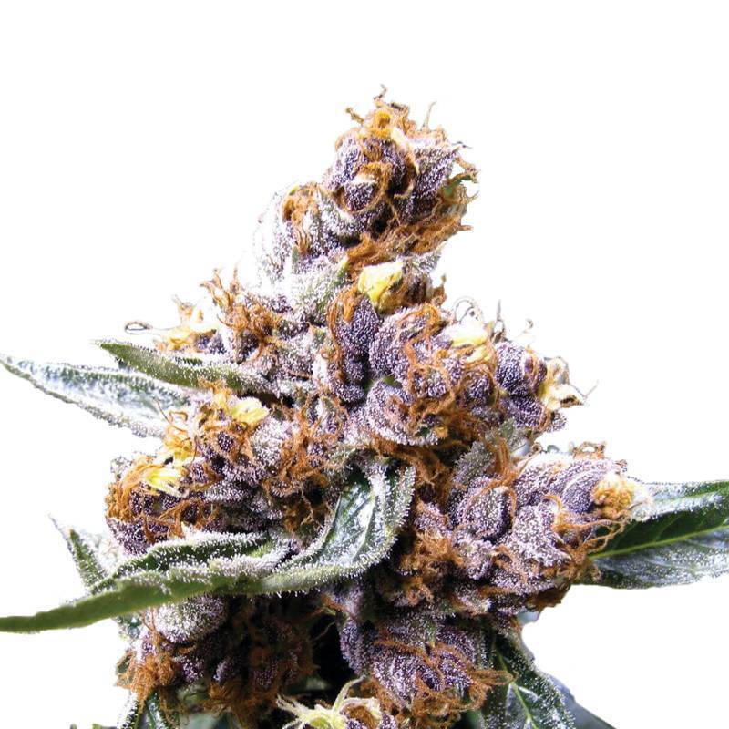 Blueberry Feminizada de Nirvana