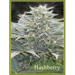 Hashberry Regular de Mandala Seeds