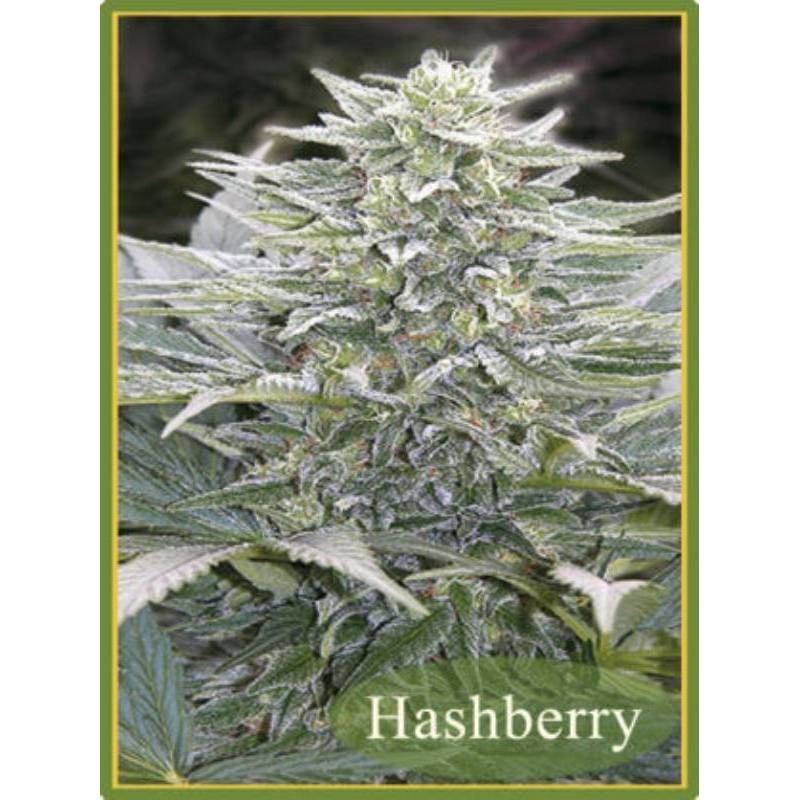 Hashberry Regular de Mandala Seeds