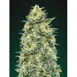 White Widow Autofloreciente Feminizada de 00 Seeds