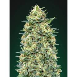 White Widow Autofloreciente Feminizada de 00 Seeds