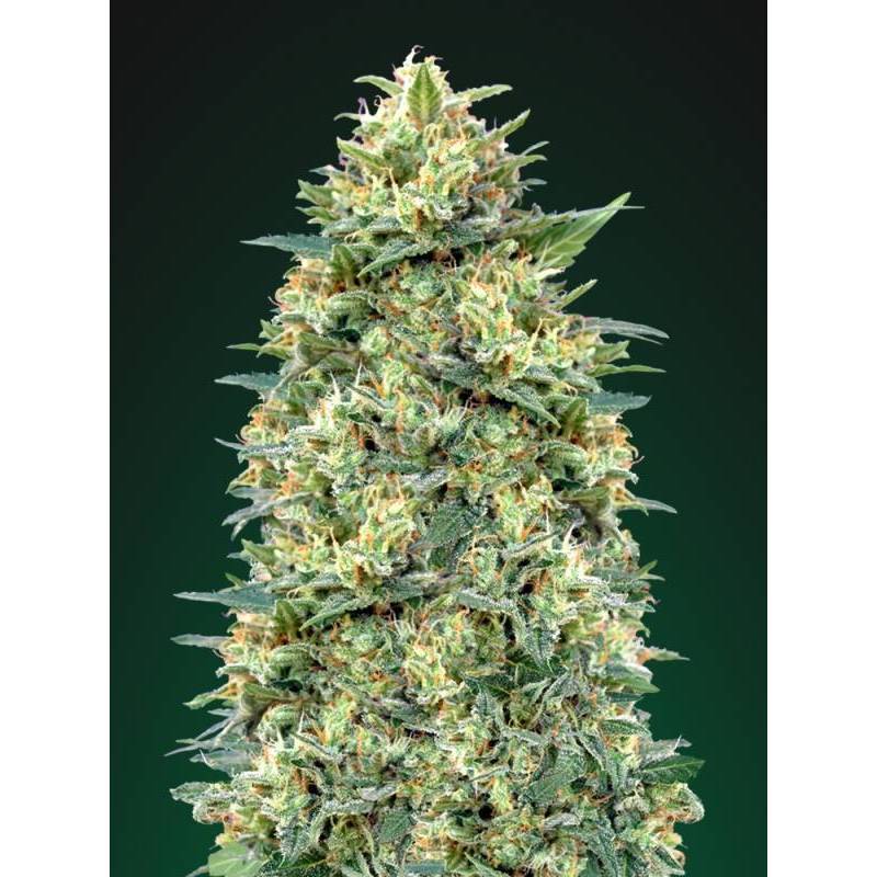 White Widow Autofloreciente Feminizada de 00 Seeds